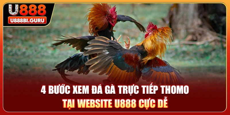 4 Bước Xem Đá Gà Trực Tiếp Thomo Tại Website U888 Cực Dễ