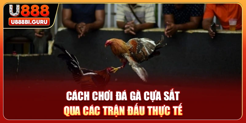 Cách chơi đá gà cựa sắt qua các trận đấu thực tế
