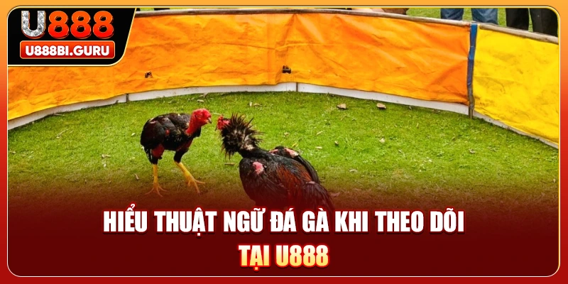 Hiểu thuật ngữ đá gà khi theo dõi tại U888