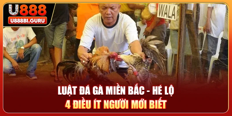 Luật Đá Gà Miền Bắc - Hé Lộ 4 Điều Ít Người Mới Biết